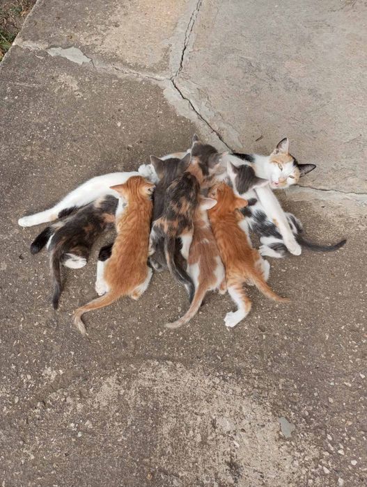 Подарявам котета