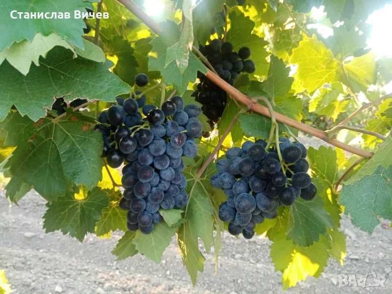 Грозде от производител Сливенски регион