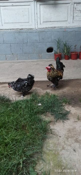 Yaponkalar sotiladi