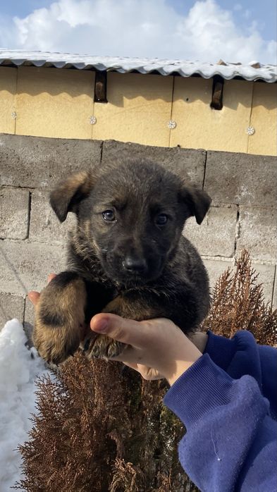 Щенки Немецкой овчарки