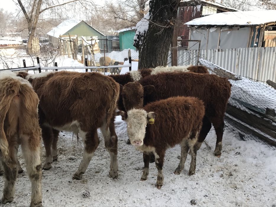 Село Аймен ул Мира1/1