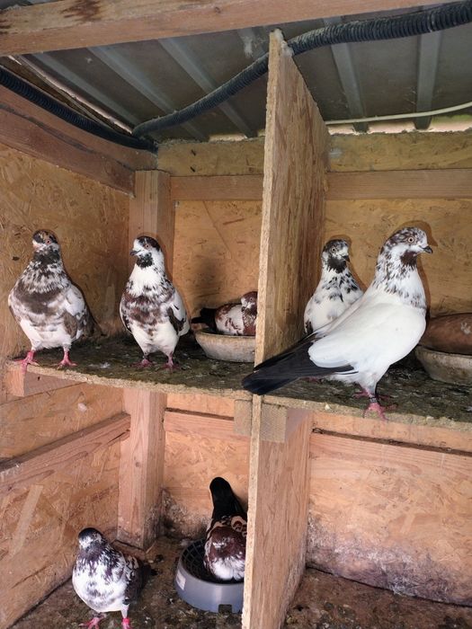 Porumbei pescăruși și tipleri