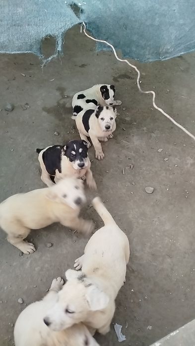 alabay  sitiladi buldozer linya