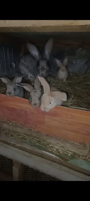 Iepuri de rasa de vânzare