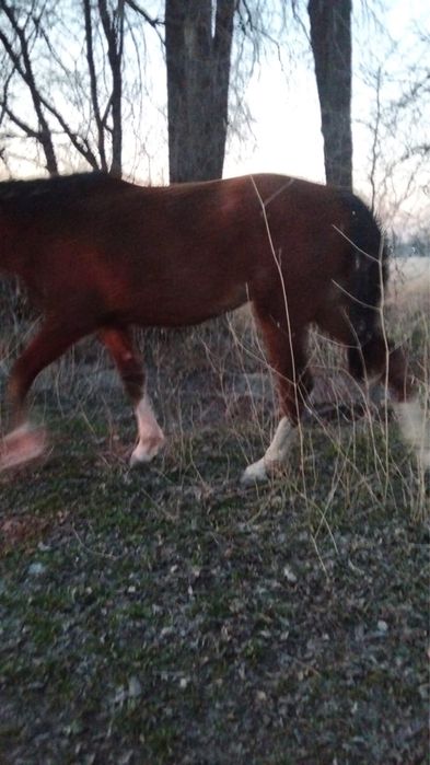 Продам байтал 2 года