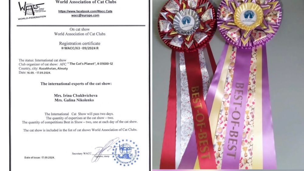 Племенной Кот, Вязка прямоухий