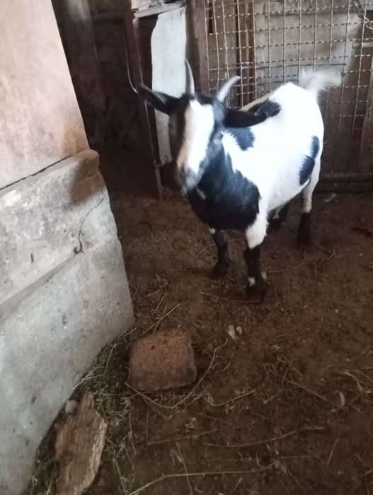 Продавам декоративни кози