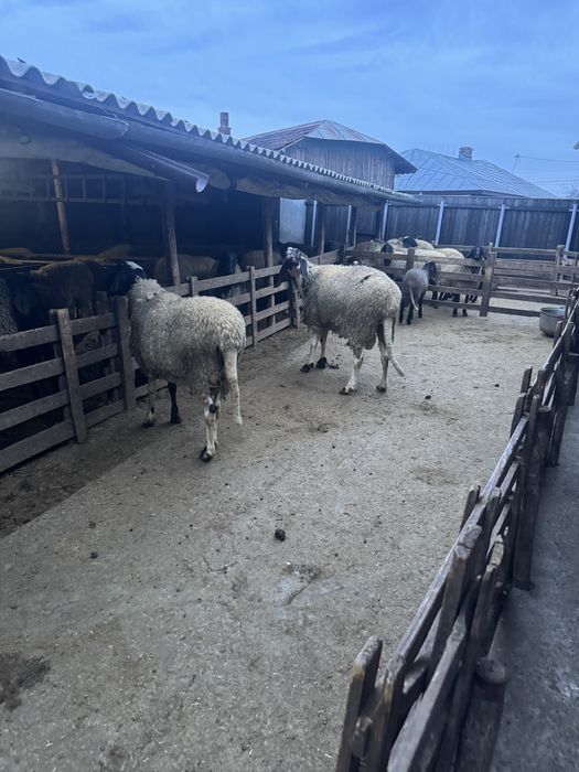 Berbec carabas bulgaresc