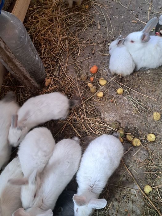 Продаются домашние кролики