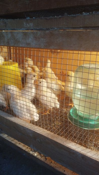 Кучин Адлер балапандарын сатамын бір айлық