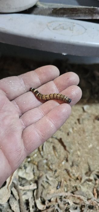 Viermi Superworms si Mealworms