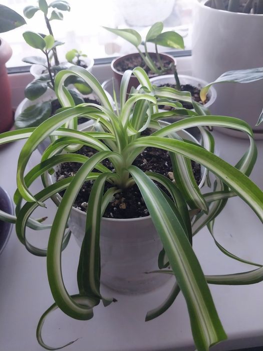 Продам комнатные цветы