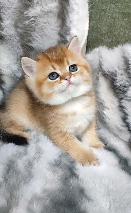 BRI golden shinshilla 1,5 oy kiz