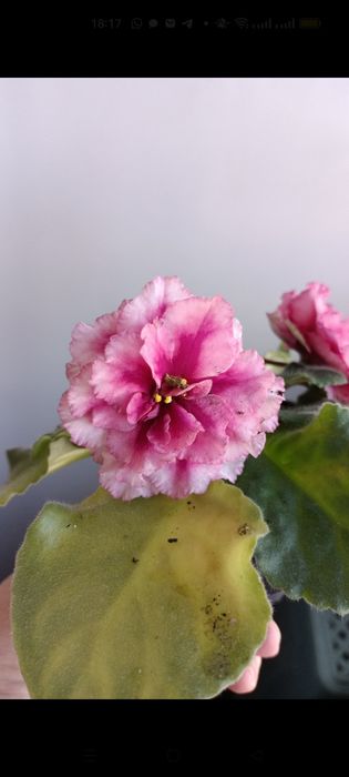 Продам цветущие фиалки,деток,листики