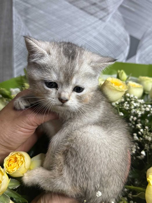 шиншиллы девочки