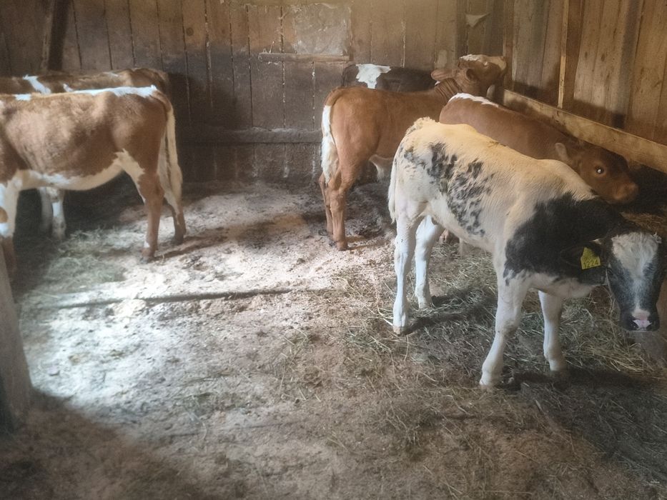 Vitei și vițele de vînzare bălțate românești frumoase