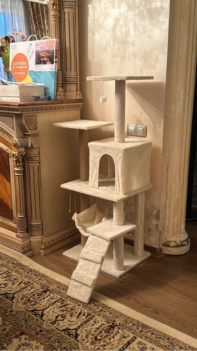 Кошка, нужно срочно пристроить