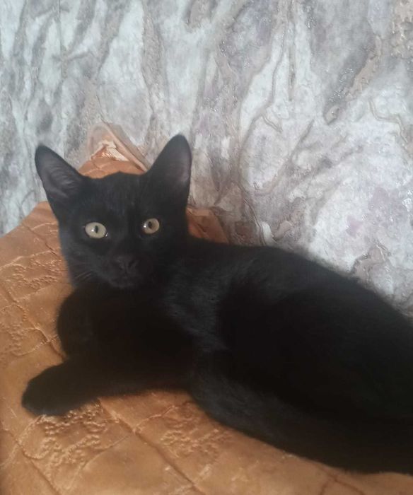 Отдам в добрые руки кошечку