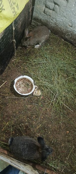 Nar quyon oʻgʻil bola 250mingdan