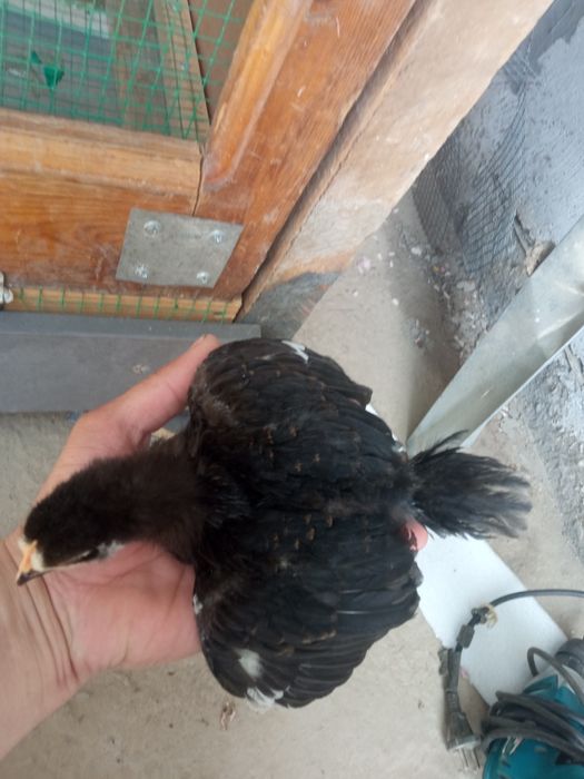 Jo'jalar Жужалар sotiladi