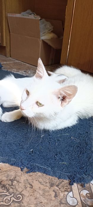 Срочно!! Кошка и котята в добрые руки