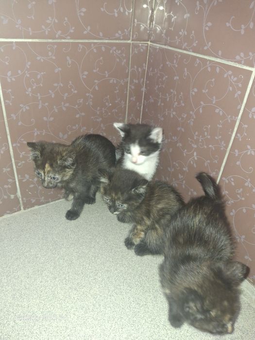 раздаю 4 кошек 1 мальчик 3 девочки