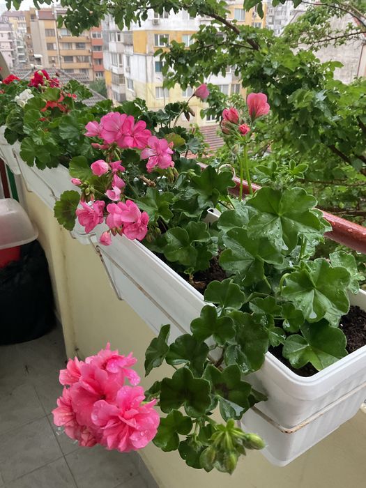 Цветя, красиви мушката и сакъзчета, нацъфтяли, по 4-5 корена в сандъче,