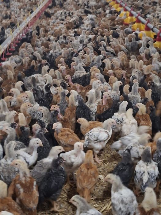 Pui alb-Pui Rasa Mixta-Rațe