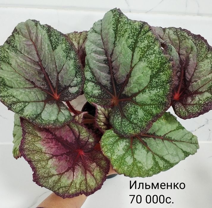 Бегонии сортовые.