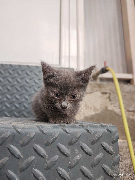Малко женско коте