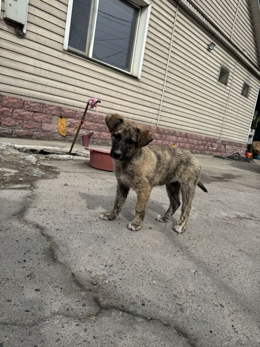 щенок мальчик даром