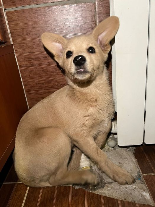 Отдам щенка