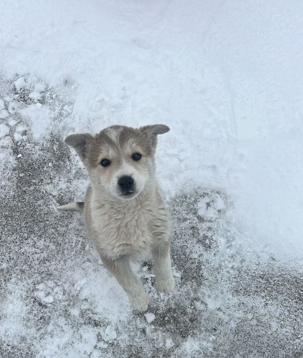 Девочка собака даром