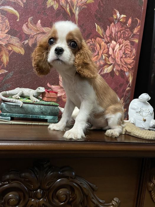 Кавалер кинг чарльз спаниель