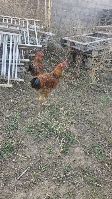 Петушки кучински