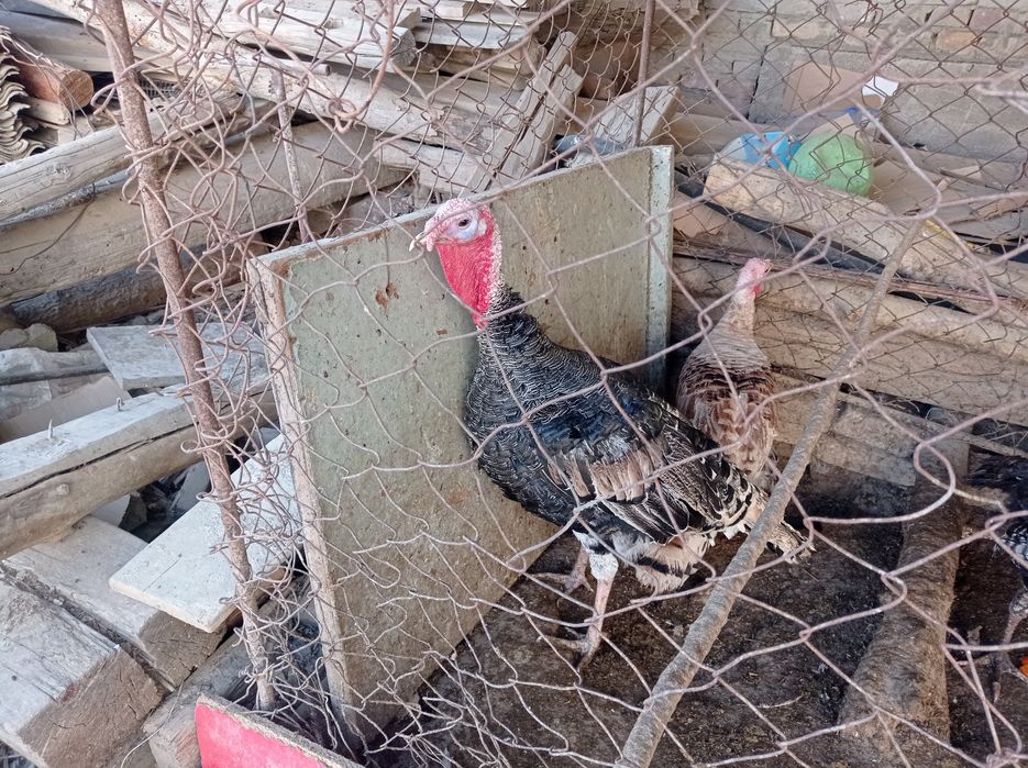 Нар ва мода куркалар сотилади