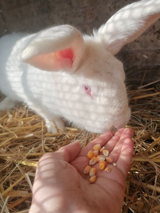 Vând sau schimb iepure uriaș german