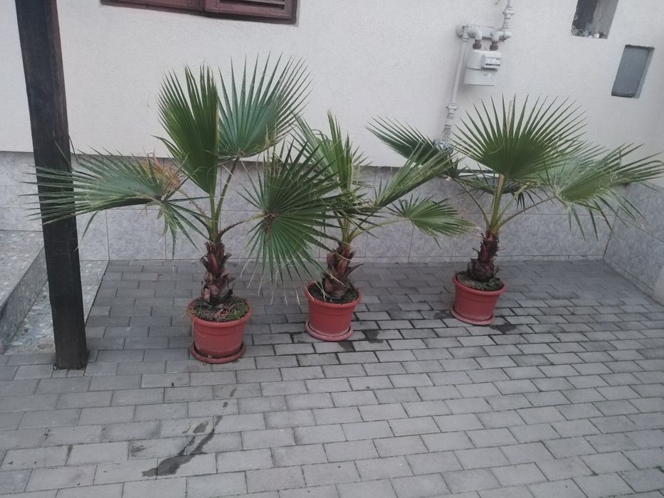 Vand Semințe palmier..