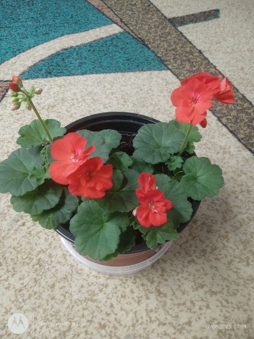 Продам отростки пеларгония ( герань)