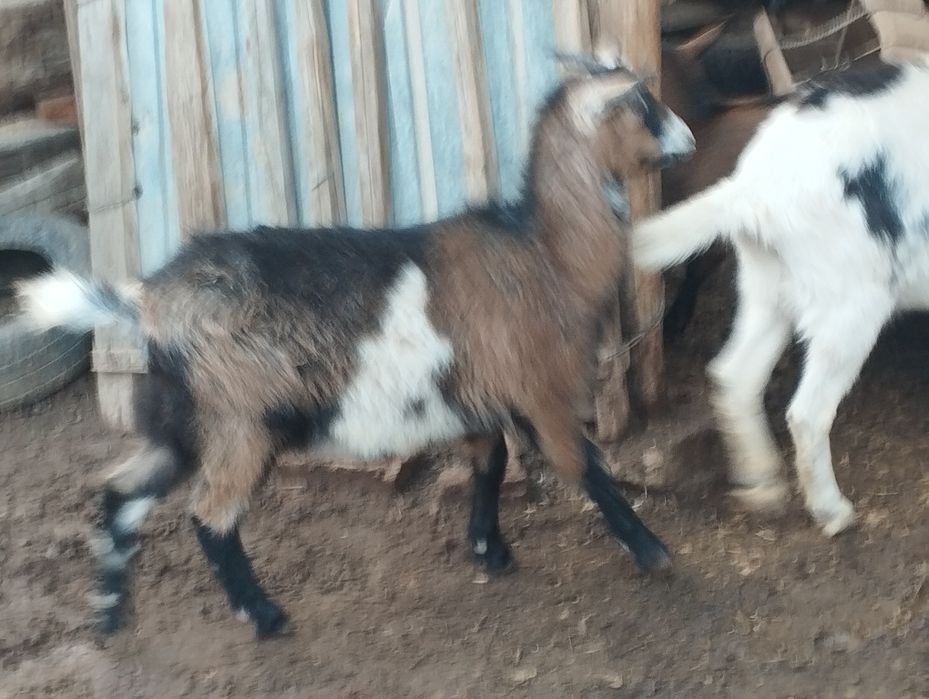 Чех алпі лақтар сатылымда