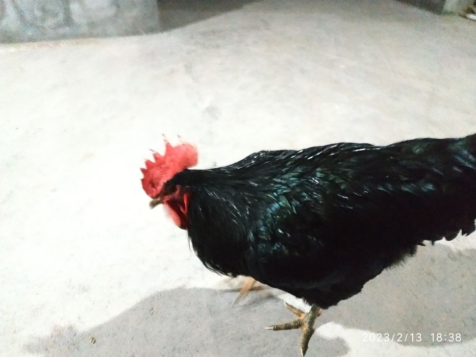 Qora shahzoda xo'roz