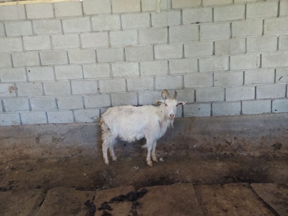 Пиздадағы порно камера