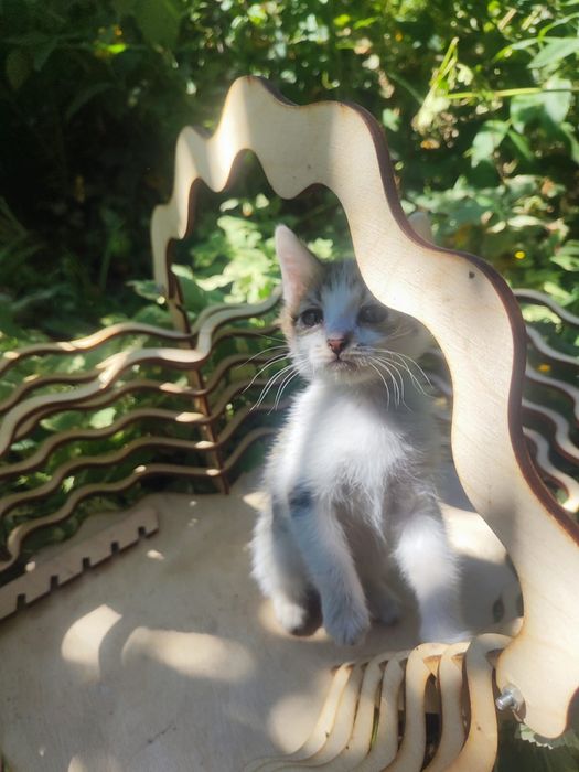 Отдам котят в добрые руки