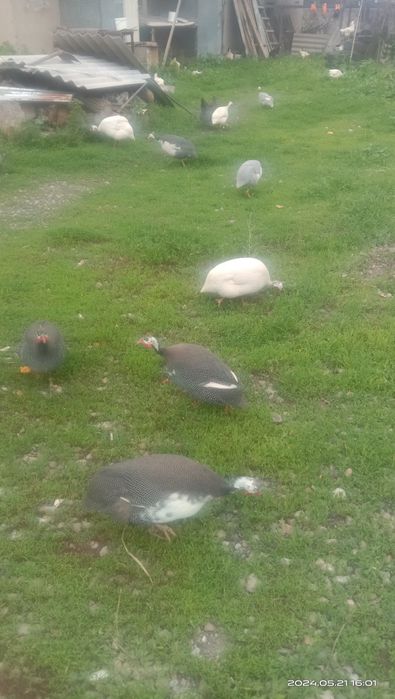 Продам инкубационное яйцо цесарки