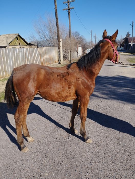 Еркек жабағы сатылады