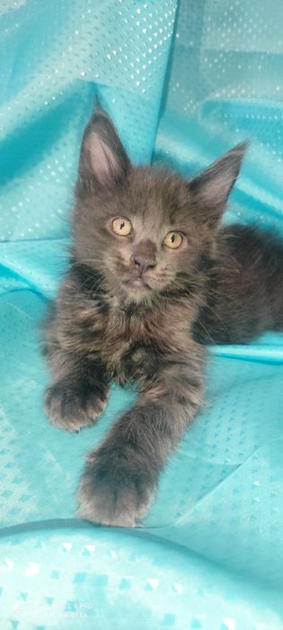 Мейн - Кун котята