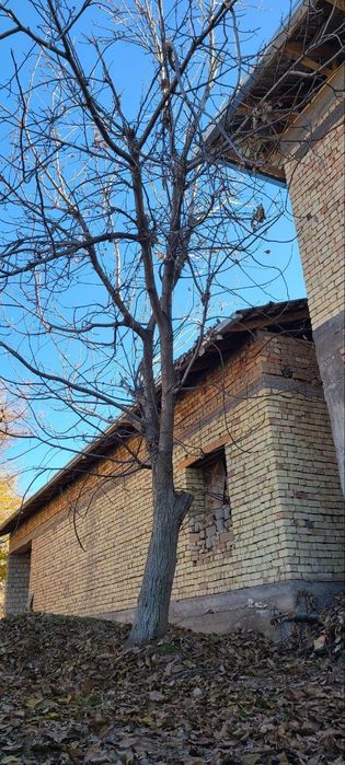 Yong‘oq daraxti sotiladi