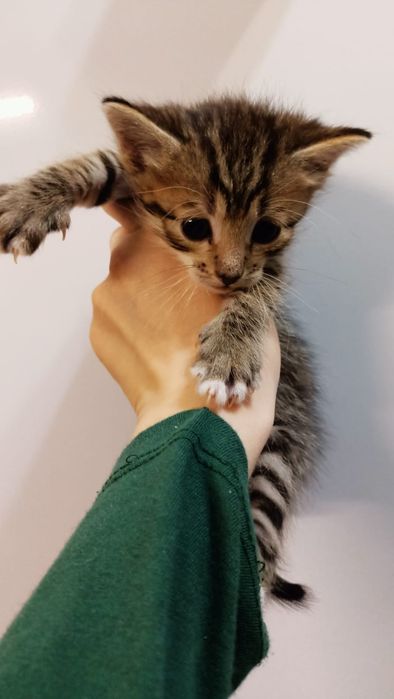 Два мальчишки в добрые руки