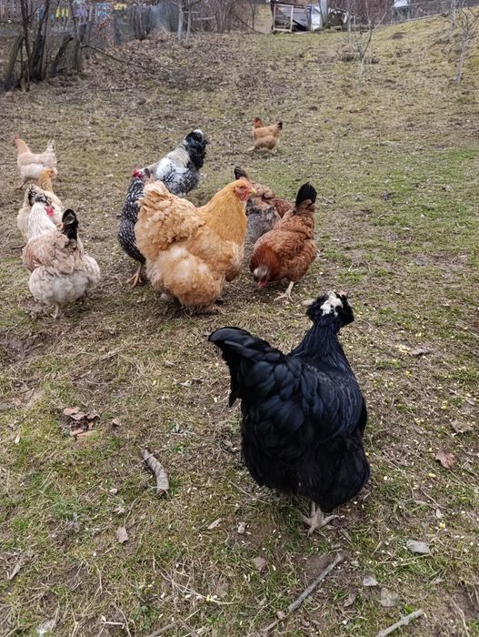 Ouă incubat găini de casă