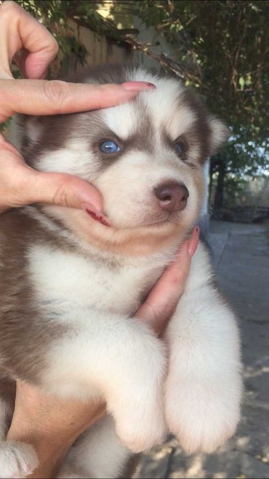 шоколадный голубоглазый мальчик хаски